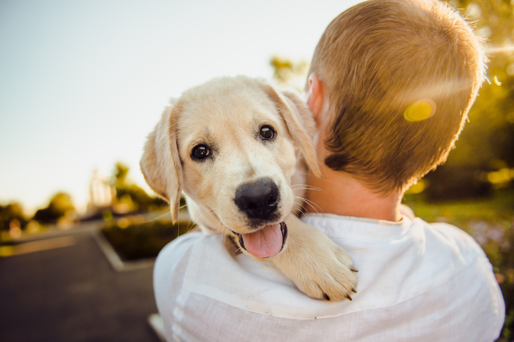 Demuestra tu amor a tu lomito con un Seguro de Gastos Médicos para Mascotas con GNP