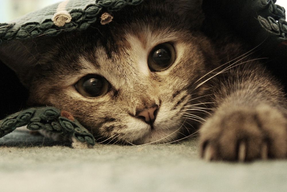 Descubre las 5 razones por las que todos están asegurando a su Michi en caso de accidente.