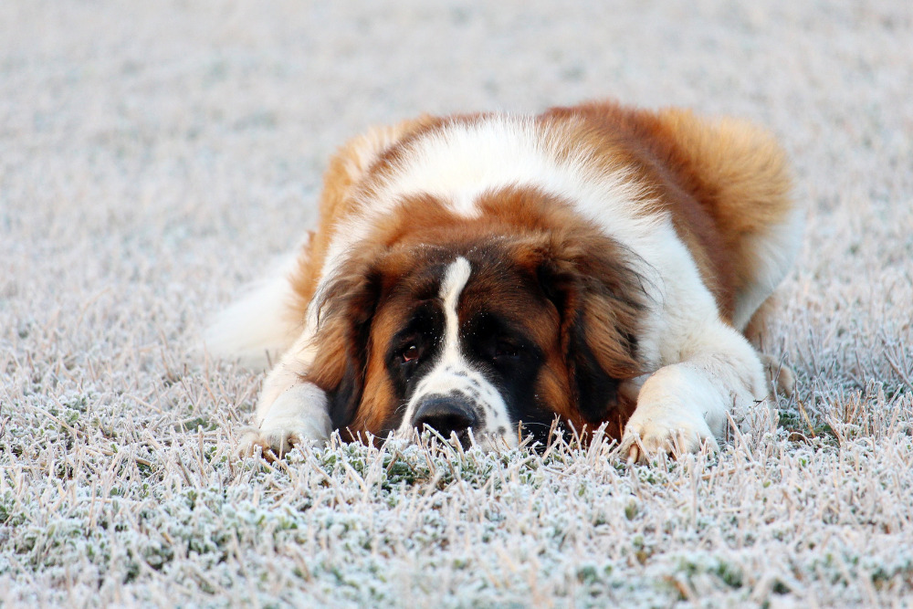 Tu perrhijo es el más querido y ¡el más travieso de la familia! Contrata un seguro por daños a terceros con GNP 