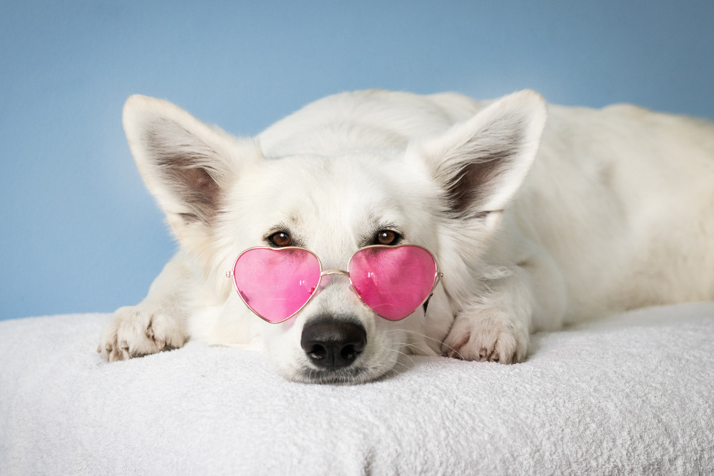 El spa no es suficiente, GNP te ayuda a cuidar y consentir a tu lomito en todo momento